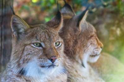 猫 白色的 捕食者 小猫 哺乳动物 毛皮 可爱的 野生动物 关闭