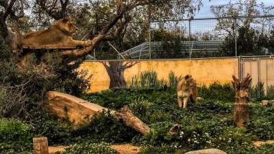 自然 狮子 景观 狮子座 Αιλουροϊδές 国王