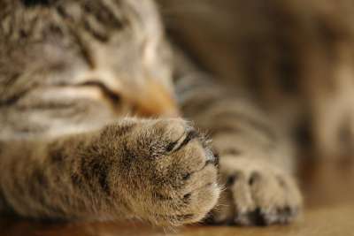 猫 爪子 家畜 猫的爪子 爪子印 蓬松的 动物 家猫 毛皮