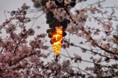 樱花 火焰 火 树木 工厂