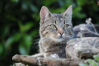花园里的猫 家猫 灰鲭鱼 猫 家畜 猫眼 看法