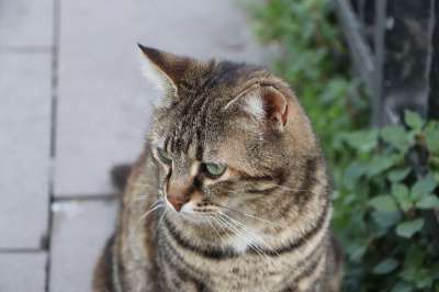 猫 动物 美丽 可爱 小猫 毛皮 危险的 狮子 非洲 老虎