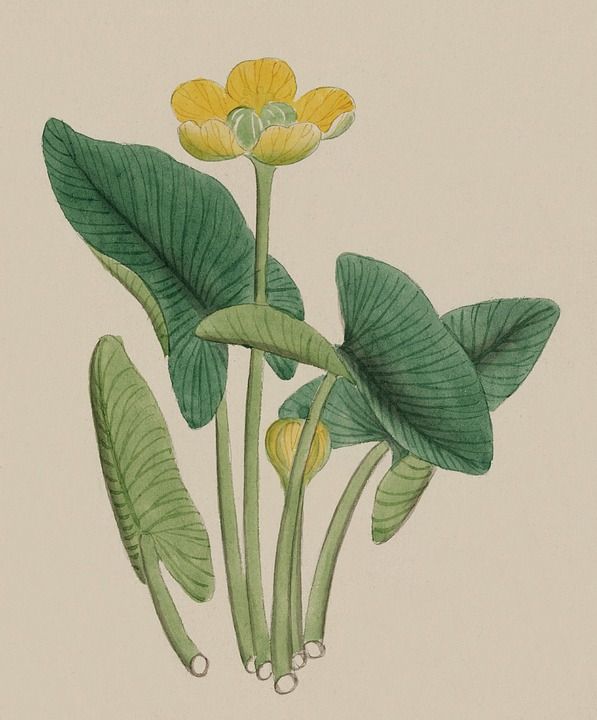 优质的 水彩 绘画 打印 绘 艺术 日本人 植物 自然 植物学