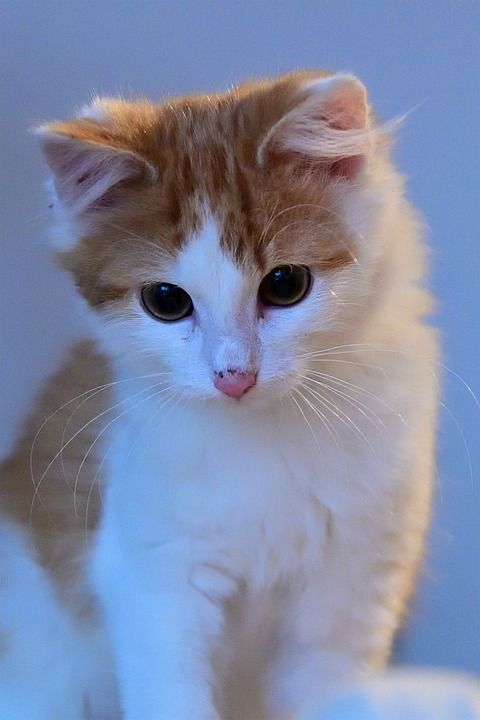 动物 家畜 猫 小猫 猫眼 看法 肖像 动物肖像