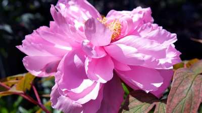 花 牡丹 花园 性质 花朵 春天 工厂