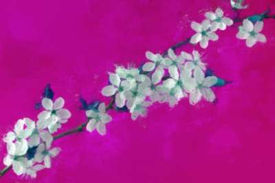 花朵 绘画 艺术 自然 开花 枝杈 樱花