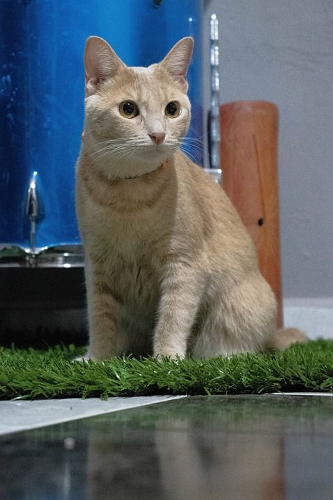 猫 草 毛皮 鼓 音乐 哺乳动物 自然 动物 狮子 婴儿