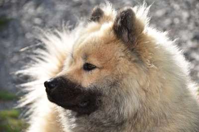 狗 狗肖像 狗Eurasier 男性Eurasier 狗的纯种