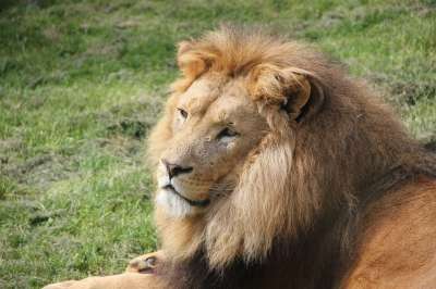 狮子 猫 荒野 鬃毛 男性 自然 野猫 食肉动物 力量 怒吼
