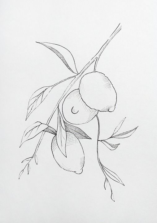 柠檬 柠檬树 绘画 柑橘类水果 画画 草图 植物学 水彩 分支