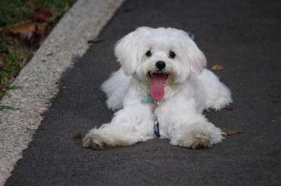 狗 小狗 马耳他语 宠物 可爱的 犬类 年轻 白色的 户外