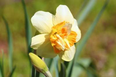 水仙花 花 芽 花瓣 黄花 水仙 野水仙 春天的花朵 春天的觉醒
