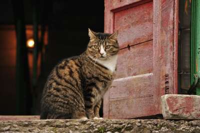 猫 门 入口 灯