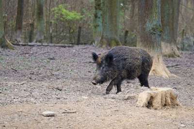 野猪 猪 母猪 自然 动物 公园 动物园 萨巴堡 野猪 野猪