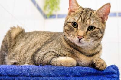 猫 宠物 动物 虎斑猫 鲭鱼猫 国内的猫 猫科动物 哺乳动物