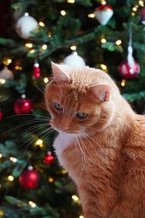 猫 宿醉 猫朋友 爱猫 枞树 家猫 动物 家畜 眼睛 野生动物