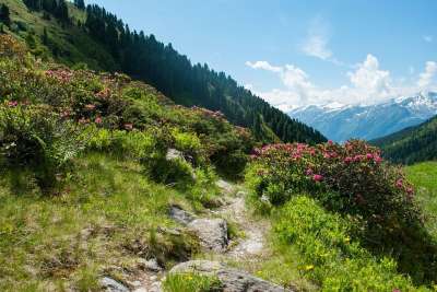山 远足 自然 景观 阿尔卑斯山 登山 高山花卉 阿尔姆劳施