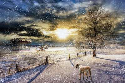 旋转木马 雪 景观 冬天 木栅栏 狗 马 日落 房子 暴风雪