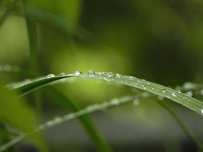 摄影 自然 草 水珠 宏 焦点