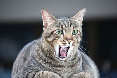 猫 肥猫 动物 打哈欠 宠物 猫科动物 嘴 基蒂 毛茸茸的