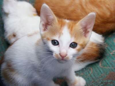小猫 猫 动物 宠物 基蒂 可爱的 哺乳动物 猫科动物 毛皮