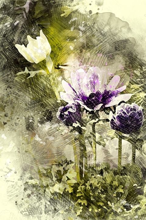 海葵 紫色的 花 紫花 开花 盛开 花瓣 花园 在花园里 春天
