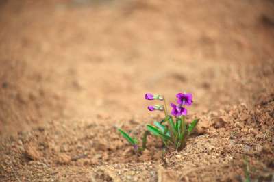 大自然 寂寞 植物 小的 玩Viola 野花 韩国 春天的花朵