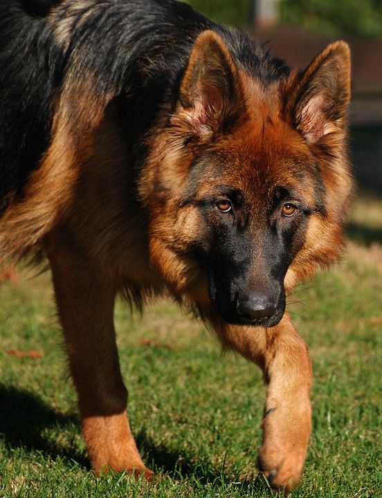 狗 牧羊犬 德国牧羊犬 长发 老德国牧羊犬 家畜 动物 品种的狗