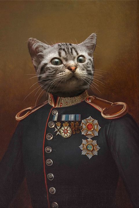 猫 动物 家畜 肖像 毛皮 订单 统一 蒙太奇