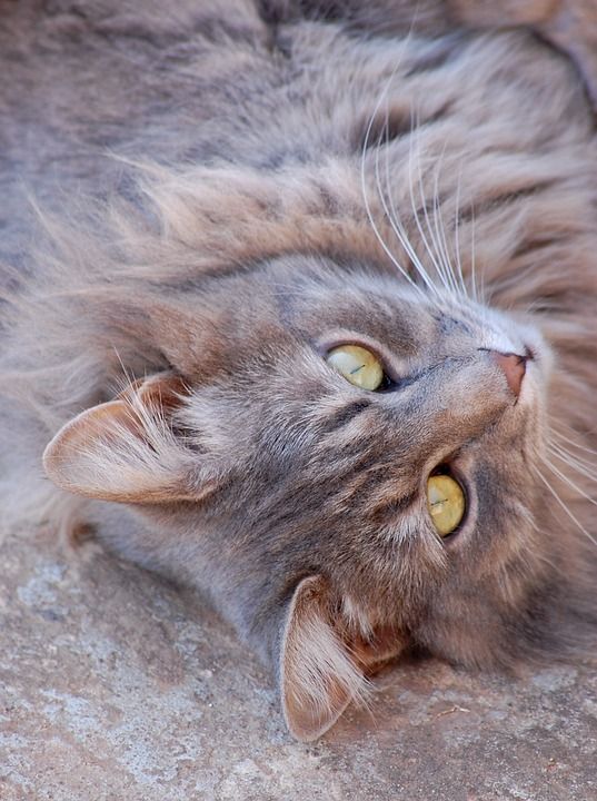 猫 动物 眼睛 灰色的 特写 宠物 毛茸茸的 灰色的宠物