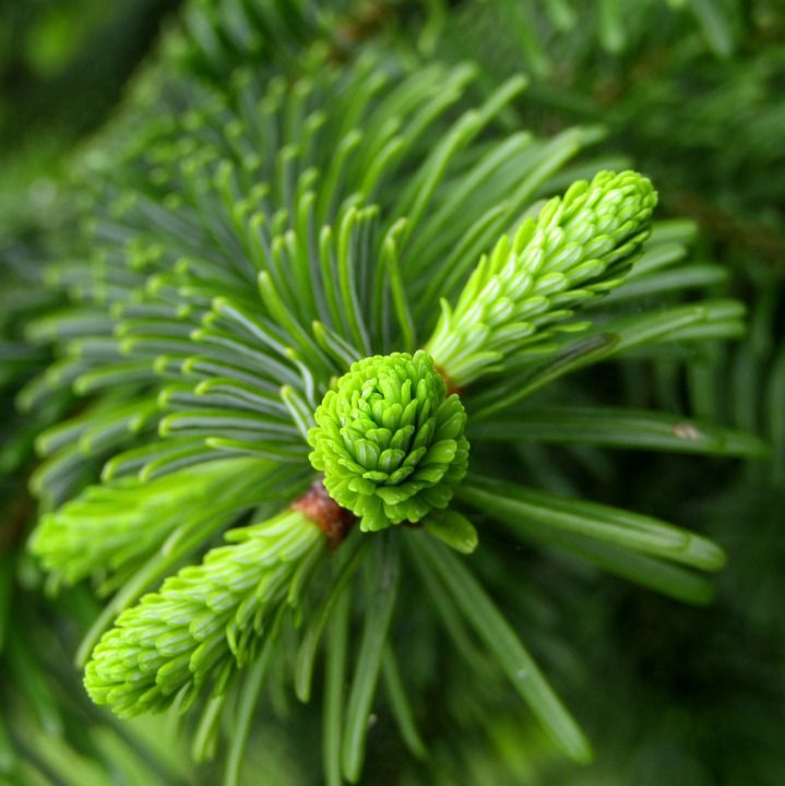枞树 冷杉顶 漂移 新鲜 芽 春天 圣诞树 绿色 针 针叶树