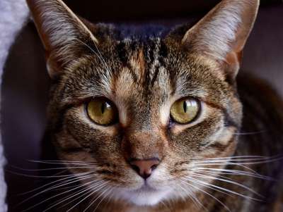 猫 小猫 可爱的 动物 猫科动物