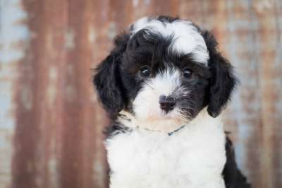 Sheepadoodle 狗 小狗 动物 可爱的 可爱的动物 犬类