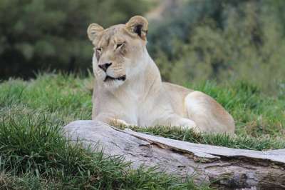 母狮 猫 猫科动物 狮子 动物 荒野 野生动物 捕食者 大