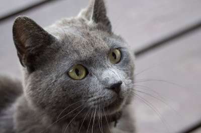 猫 灰色的 宠物 可爱的 小猫 毛皮