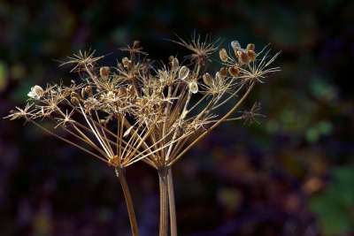 干的野花 干的 野花 干燥 棕色 秋天 植物 自然 干旱 落下