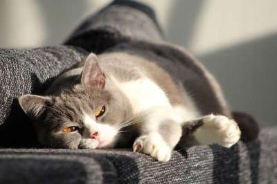 猫 宿醉