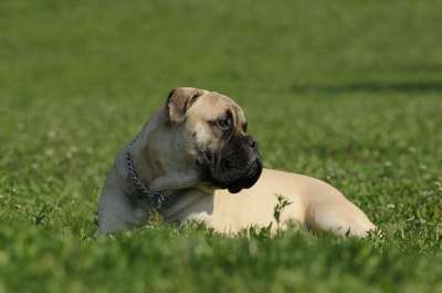 礼品Bullmastiff 狗 草