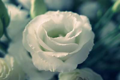 花 白玫瑰 特写 开花 花的 花束 绿色 自然