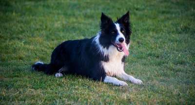边境牧羊犬 坐狗 草 狗在草地上 坐着 犬类 肖像 年轻 户外