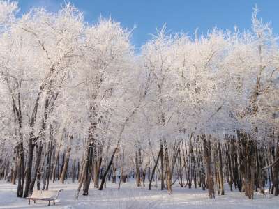 雪 冬季 公园 弗罗斯特 美容 景观 冬天的梦 雪花 正方形