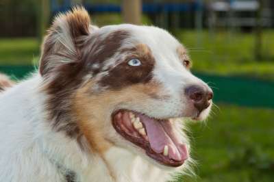 狗 动物 牧羊犬 家畜 肖像 可爱的 动物肖像 哺乳动物 自然