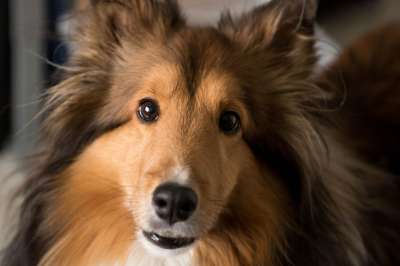 狗 Shelti 牧羊犬 设得兰群岛 可爱的 犬类 宠物 动物