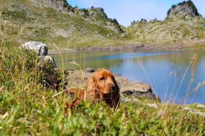 狗 可卡犬 动物 绿草地 英国可卡犬 山 湖 天空 景观 法国