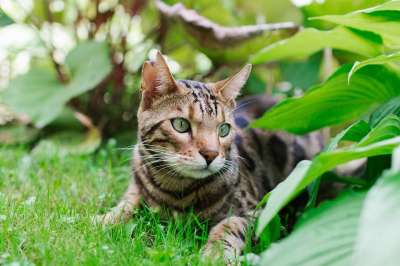 猫 孟加拉 小猫 动物 幼儿园 爱 自然 品种